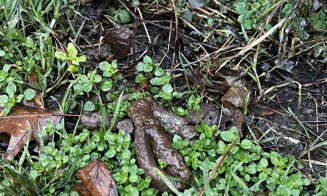 ”Cei care și-au pierdut rahații câinilor, vă rog să îi ridicați de pe trotuar. Că ne împiedicăm de ei zilnic!!!”