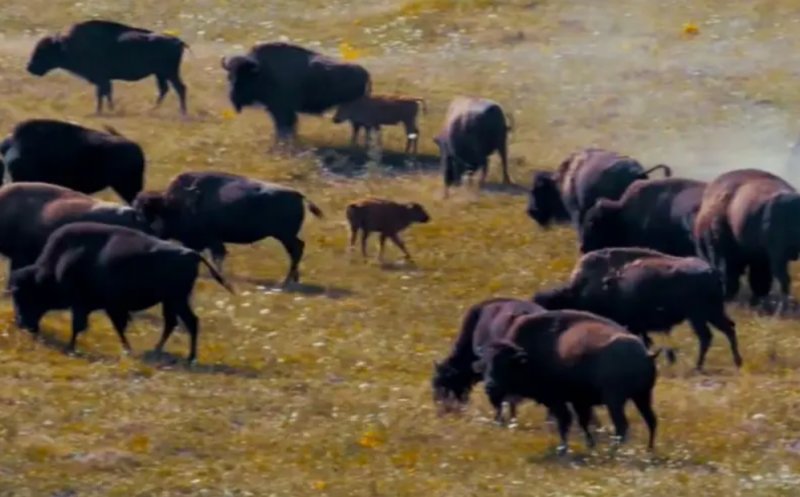 Prefectura Cluj face publice rezultatele analizelor în cazul animalelor moarte de la ferma "groazei" din Recea Cristur. Ce s-a descoperit