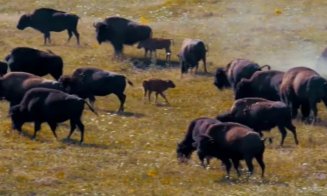 Prefectura Cluj face publice rezultatele analizelor în cazul animalelor moarte de la ferma "groazei" din Recea Cristur. Ce s-a descoperit