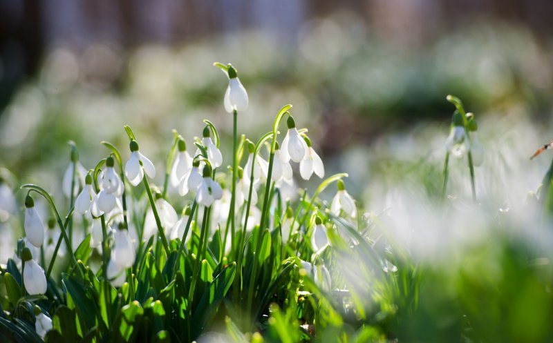 Vești bune de la ANM: Vreme caldă până la sfârșitul lunii martie