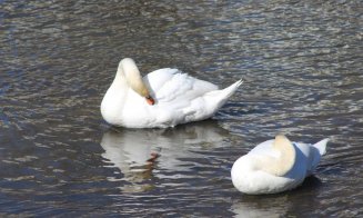 Imagine dezolantă pe Someș, în Cluj-Napoca: 'Arată cât de important e să păstrăm râul curat'