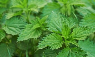 Leacul verde al primăverii: Planta care ajută la detoxifierea organismului și este consumată de mulți români