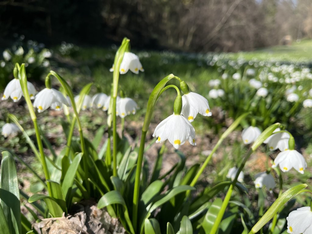 Activitate de weekend: Plimbare într-o zi de primăvară la Grădina Botanică din Cluj-Napoca
