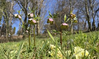 Activitate de weekend: Plimbare într-o zi de primăvară la Grădina Botanică din Cluj-Napoca