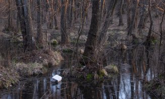 O adunătură de “neam prost” / Deșeurile abandonate din pădurea Făget afectează biodiversitatea