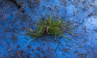 O adunătură de “neam prost” / Deșeurile abandonate din pădurea Făget afectează biodiversitatea