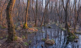 O adunătură de “neam prost” / Deșeurile abandonate din pădurea Făget afectează biodiversitatea
