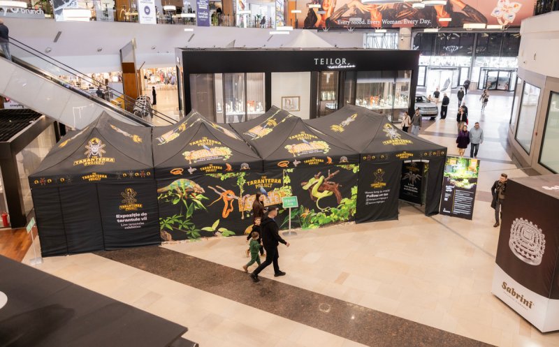 Competiție de șah pentru copii, atelier creativ de buchete de flori și Expoziție Tarantule și Reptile Vii în acest weekend, la Iulius Mall Cluj