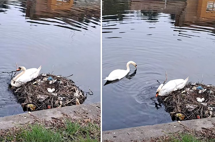 Cuib de lebede ”tapetat” cu gunoaie în Cluj-Napoca / Mizeriile de pe Someș, ”colectate” neselectiv la cuib