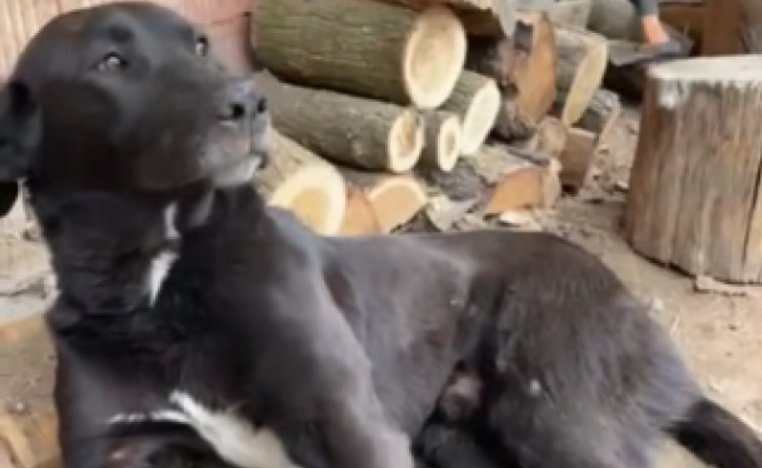 Caz revoltător: câine paralizat după ce a fost bătut cu biciul de stăpâni. Un medic veterinar din Cluj a intervenit