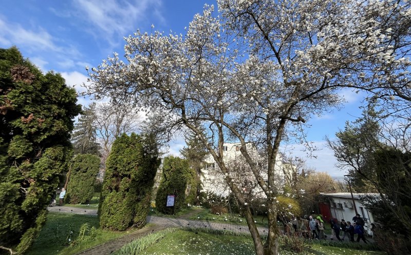 Festivalul magnoliilor a început la Grădina Botanică