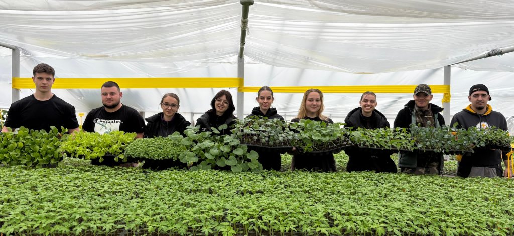 Răsaduri de la 2 lei bucata, la Cluj-Napoca. Peste 200 de soiuri de legume,