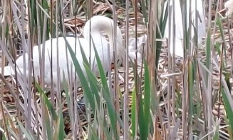 ”Nu ne revenim din chestia asta???” / ”Dar noi, ce facem? Adică mereu altul să ne scoată din cacat?!” / ”Vinovați sunt exact cetățenii”