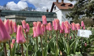 Au înflorit primele lalele la Grădina Botanică din Cluj. Nici narcisele nu sunt de ingnorat. Programul de Paști