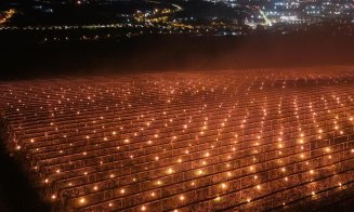 O fermă din Cluj-Napoca a „ars” 40.000 de euro într-o noapte ca să salveze cireșii de îngheț