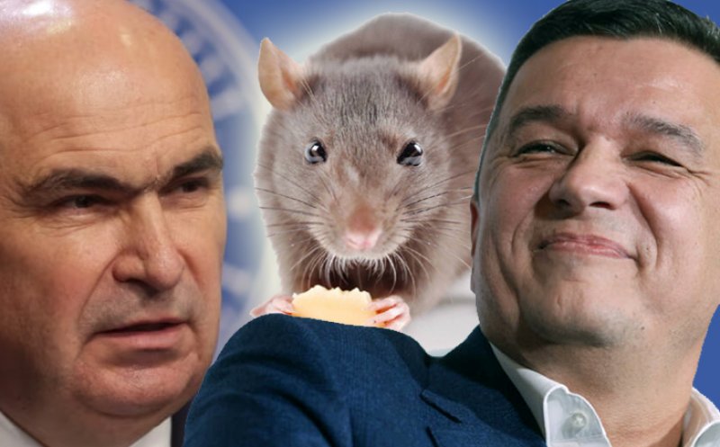 Se rupe azi Coaliția „șobolanilor”?