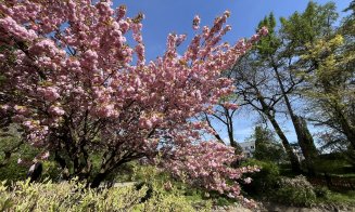 Cireșii japonezi sunt în plină floare la Grădina Botanică