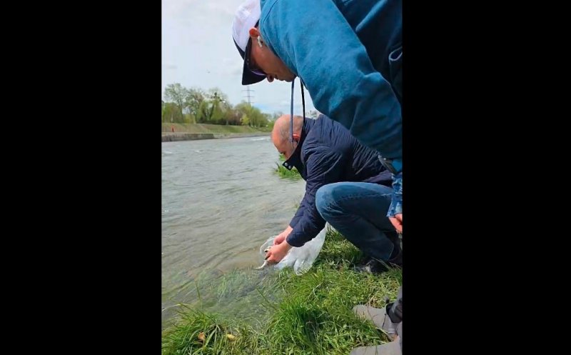 Un gest simplu pentru echilibrul Someșului: repopulare cu păstrăv