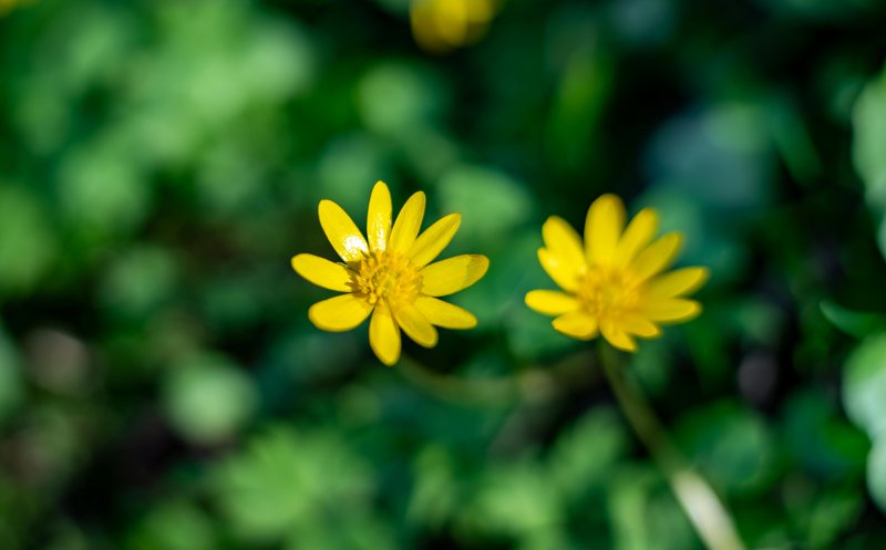 Planta ignorată de toți. Pare o simplă buruiană, dar e considerată un remediu pentru peste 150 de boli