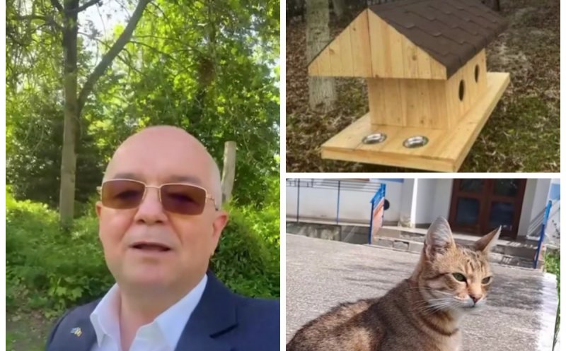 Cluj-Napoca va avea căsuțe pentru pisicile fără stăpân. Ce spune Emil Boc
