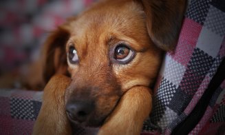 „Adoptă un prieten pe viață”: Cluj-Napoca oferă o nouă șansă câinilor fără stăpân / “O viață schimbată pentru totdeauna”