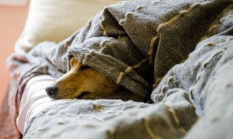 Cele trei obiceiuri pe care le faci și care pot scurta viața animalului de companie, avertizează un veterinar