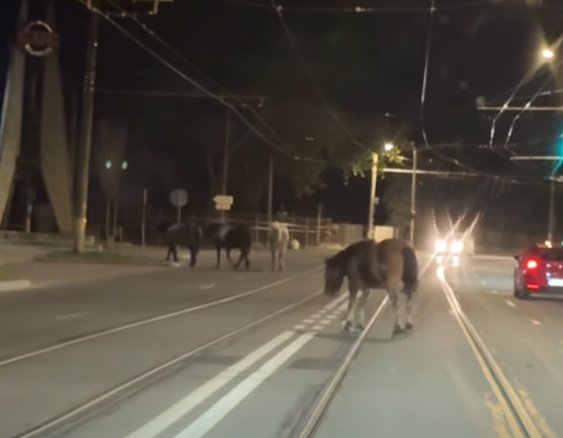E în natura lucrurilor: când orașul se golește, animalele revin! Cai surprinși plimbându-se liber pe un bulevard din Cluj-Napoca