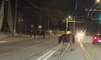 E în natura lucrurilor: când orașul se golește, animalele revin! Cai surprinși plimbându-se liber pe un bulevard din Cluj-Napoca