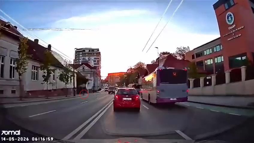 Scene incredibile în Cluj! Un pui de căprioară a fost surprins alergând printre mașini pe Calea Mănăștur