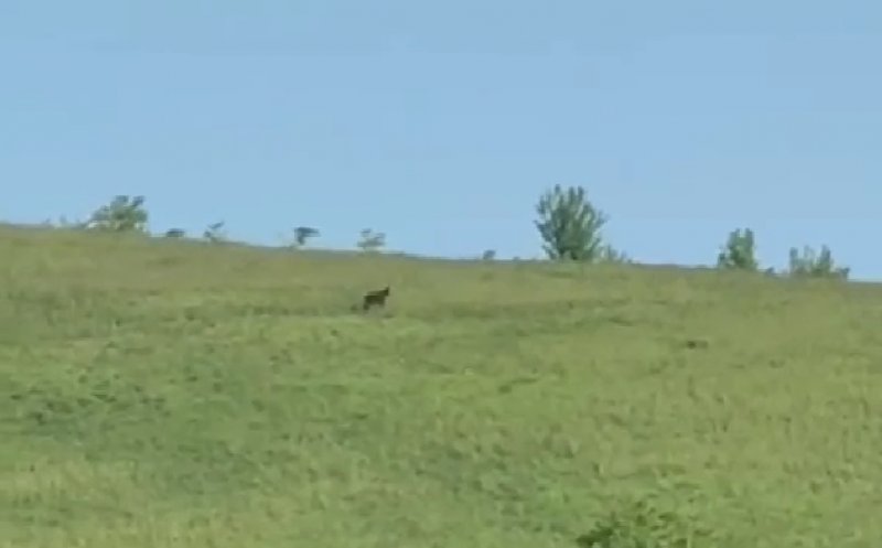 Ursul care terorizează Dezmirul a fost văzut din nou pe Dealul Iepurașului, în timp ce autoritățile îl caută