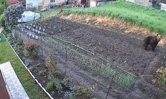 Sute de URȘI prezenți pe teritoriul județului Cluj / Alungare, tranchilizare și relocare sau extragere prin împușcare?