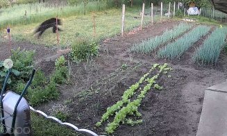 Sute de URȘI prezenți pe teritoriul județului Cluj / Alungare, tranchilizare și relocare sau extragere prin împușcare?