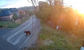 Sute de URȘI prezenți pe teritoriul județului Cluj / Alungare, tranchilizare și relocare sau extragere prin împușcare?