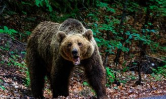 Bărbat sfâșiat de URS / În urmă cu 2 săptămâni CADAVRUL unei femei a fost găsit în aceeași zonă prezentând urmele unui atac