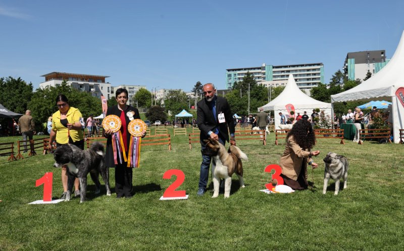 Evenimentul finalului de săptămână pentru iubitorii de animale. La Cluj are loc Napoca Dog Show