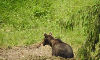 Panica într-o localitate din Cluj. RO-Alert emis după ce un urs a fost văzut