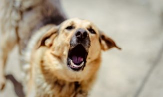 Scene șocante în Cluj: copil de 10 ani atacat brutal de un câine. Poliția a deschis dosar penal