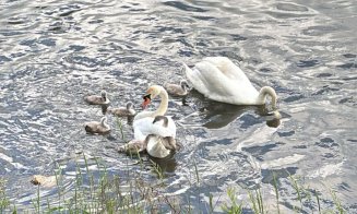 ADIO lebede cu boboci pe Someș / ”Căutăm familia de lebede din cuibul construit din deșeuri”