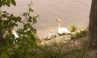 ADIO lebede cu boboci pe Someș / ”Căutăm familia de lebede din cuibul construit din deșeuri”