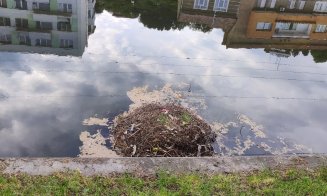 Au DISPĂRUT lebedele cu boboci din Cluj-Napoca / ”Căutăm familia de lebede din cuibul construit din deșeuri”