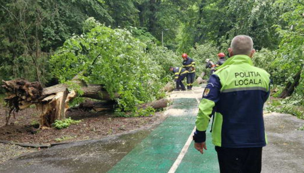 Cluj: Momente de panică într-un parc după ce un arbore de 8 metri s-a prăbușit lângă pietoni și bicicliști