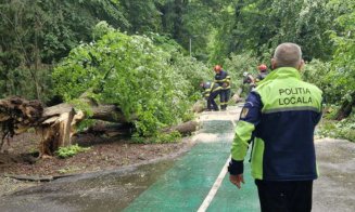 Cluj: Momente de panică într-un parc după ce un arbore de 8 metri s-a prăbușit lângă pietoni și bicicliști