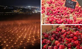 Ferma din Cluj care a luptat cu înghețul și a „ars” 40.000 de euro într-o noapte are acum cireșe pe piață. Cât costă kilogramul