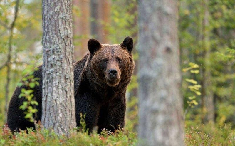 Salvamont România, avertisment de vară: urșii și viperele ajung tot mai des pe traseele turistice