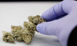 Aproape 10 kilograme de canabis, descoperite într-un subsol din Cluj-Napoca. Un bărbat a fost arestat