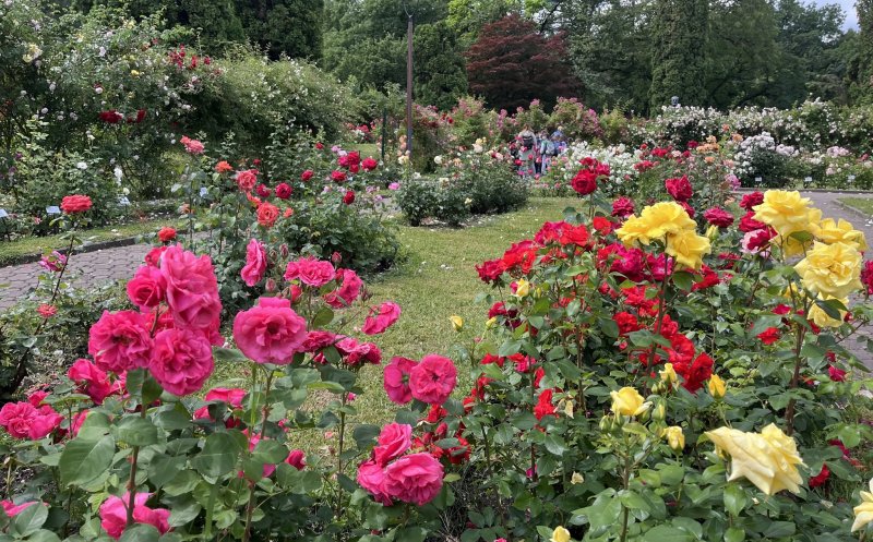 Rosarium-ul din Grădina Botanică Cluj, la apogeul înfloririi