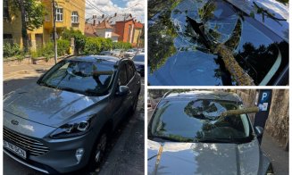 Incident șocant în Cluj-Napoca: o creangă de copac tăiată a aterizat direct în parbrizul unei mașini. "Dorel lovește din nou"