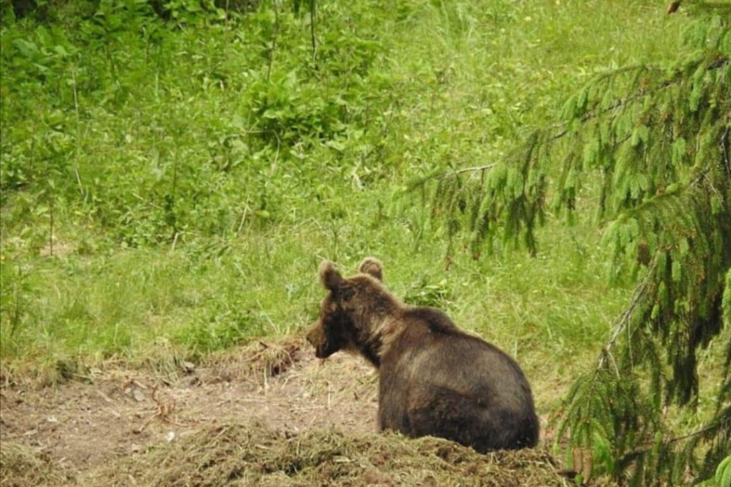 Teroare într-o localitate din Cluj: animale domestice atacate de URS. Situația scapă de sub control