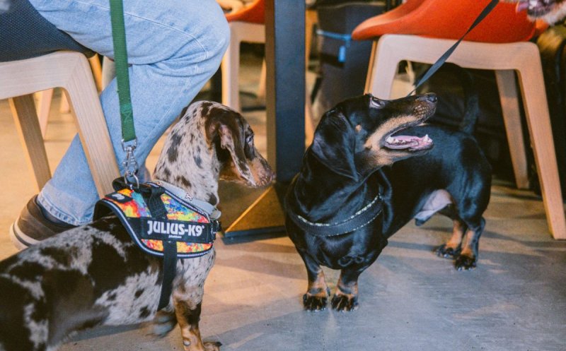 „Paw-vești cu și despre animăluțe”, la Iulius Mall, în acest weekend: discuții despre intervenții chirurgicale, recuperare și prevenție