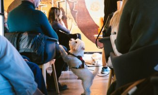 „Paw-vești cu și despre animăluțe”, la Iulius Mall, în acest weekend: discuții despre intervenții chirurgicale, recuperare și prevenție